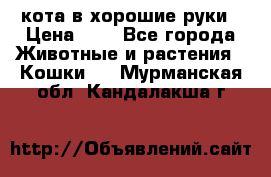 кота в хорошие руки › Цена ­ 0 - Все города Животные и растения » Кошки   . Мурманская обл.,Кандалакша г.